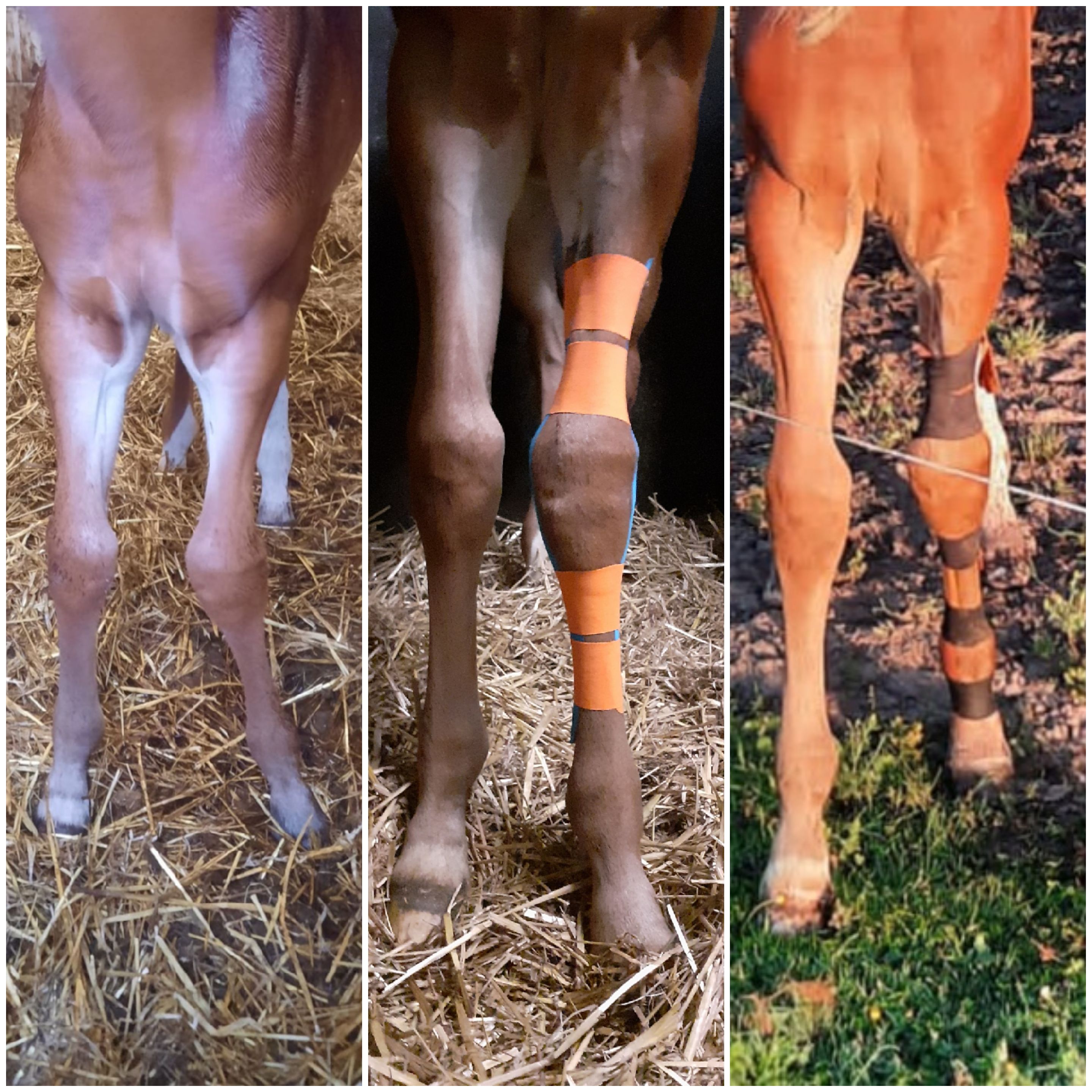 Veulen afwijkende beenstand tapen correctie benen x benen o benen bokvoet valgus varus