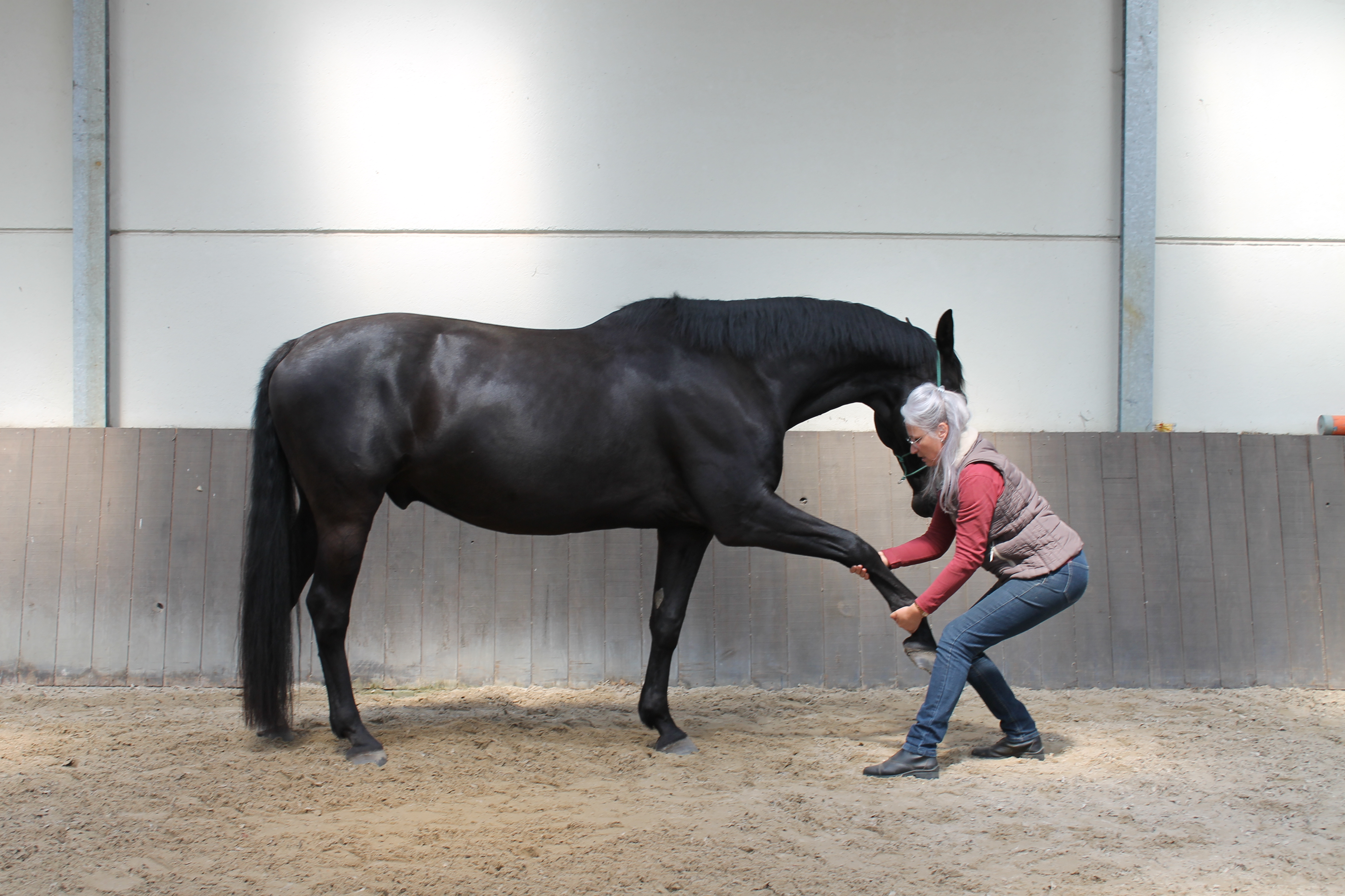 Equibody Sportmassage paard stretchen