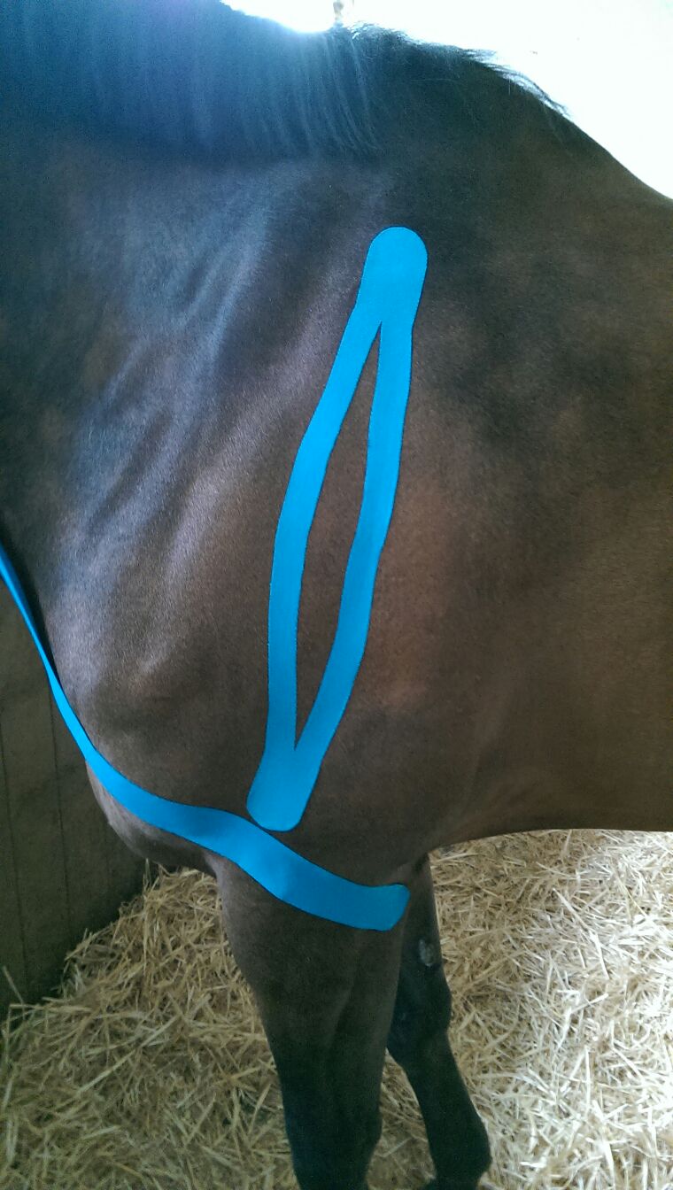 Equibody Tapen sportmassage paard