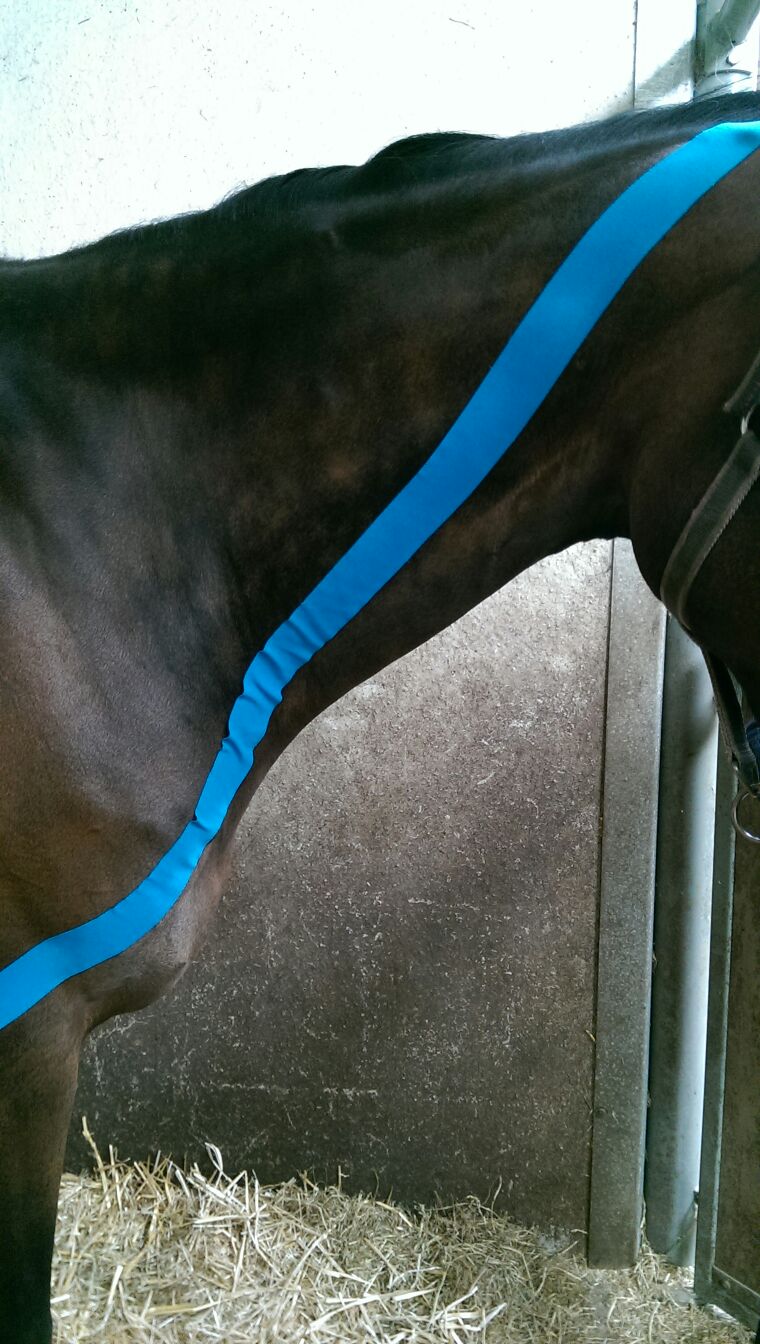 Equibody Tapen sportmassage paard 